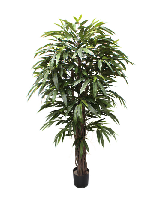 Longifolia 180 cm