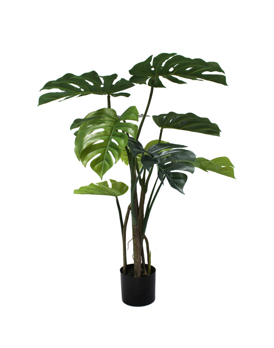 Monstera 120cm