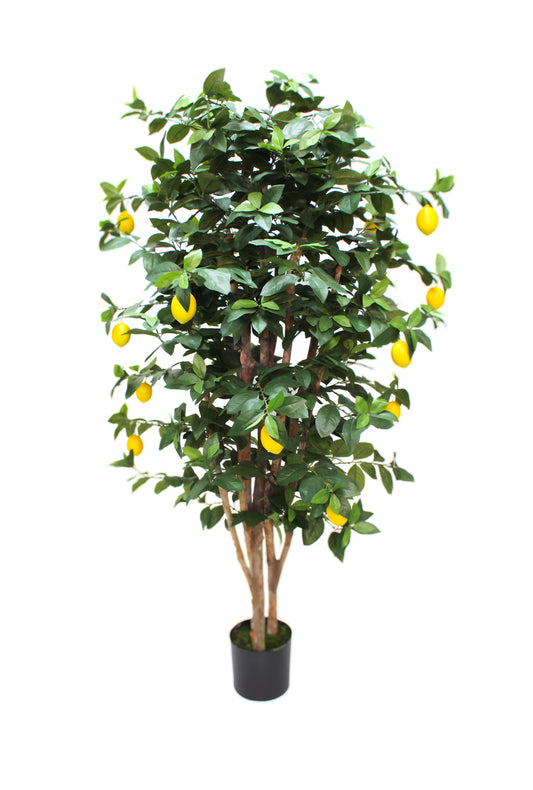 Limonero 180 cm