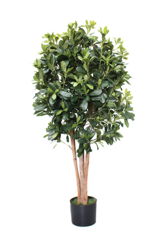 Azarero 120cm