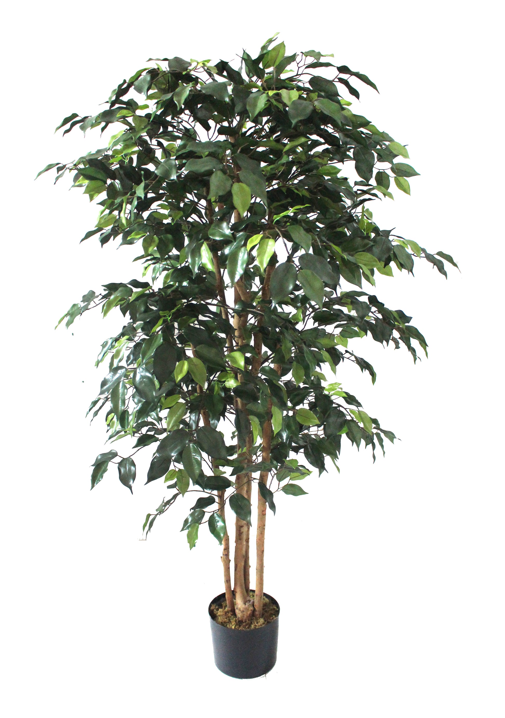 Ficus 150cm