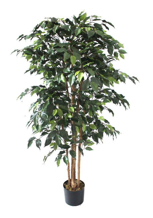 Ficus 150cm