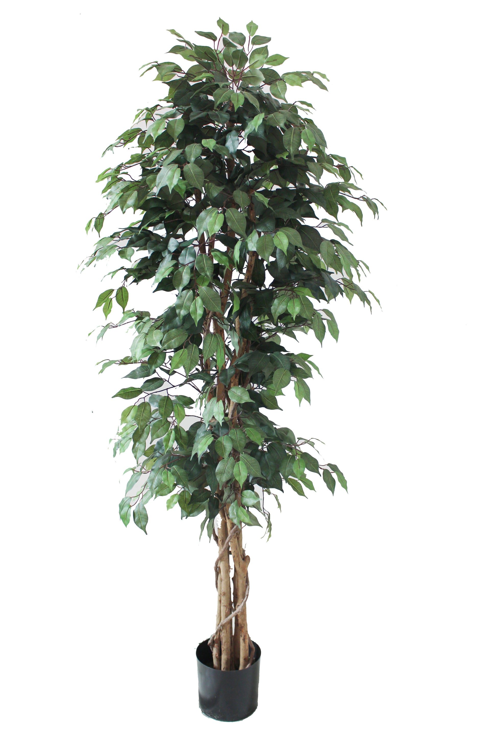 Ficus matizado 180cm