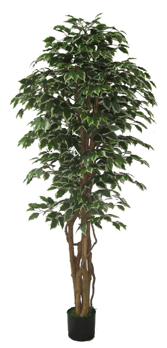 Ficus verde 180 cm
