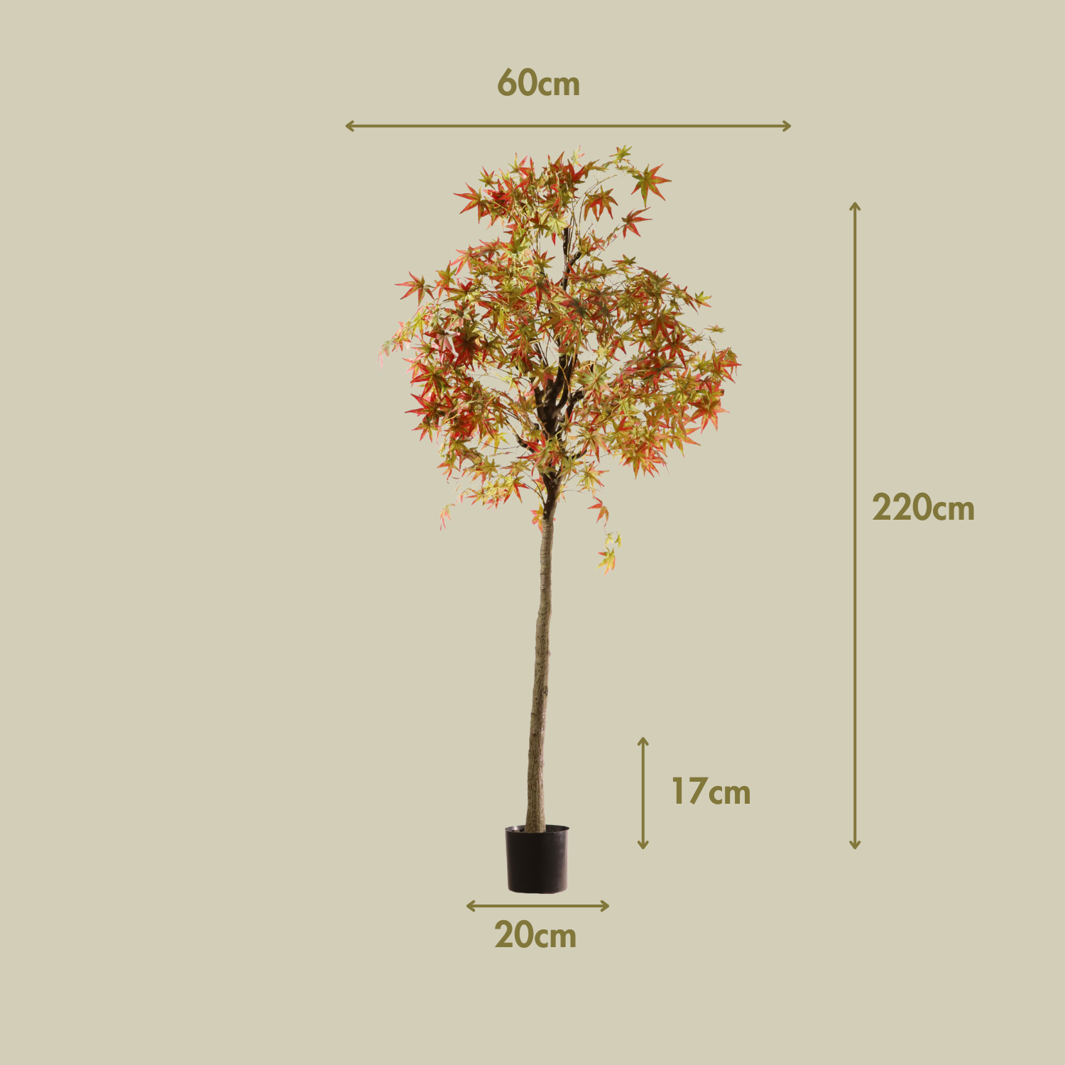 Arce verde 220 cm