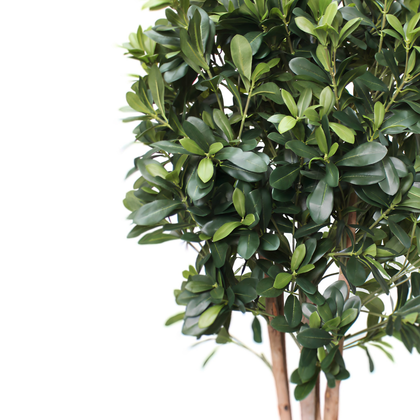 Azarero 120cm