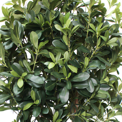 Azarero 120cm