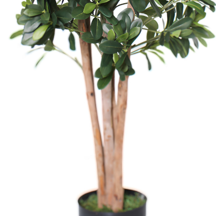 Azarero 120cm
