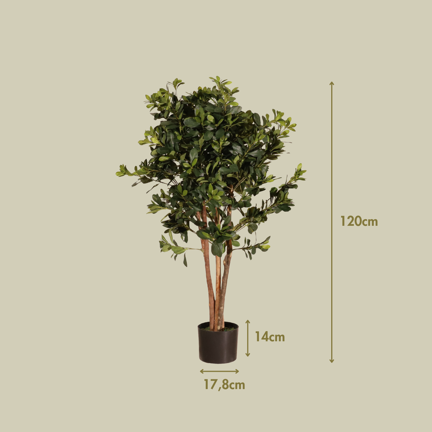 Azarero 120cm