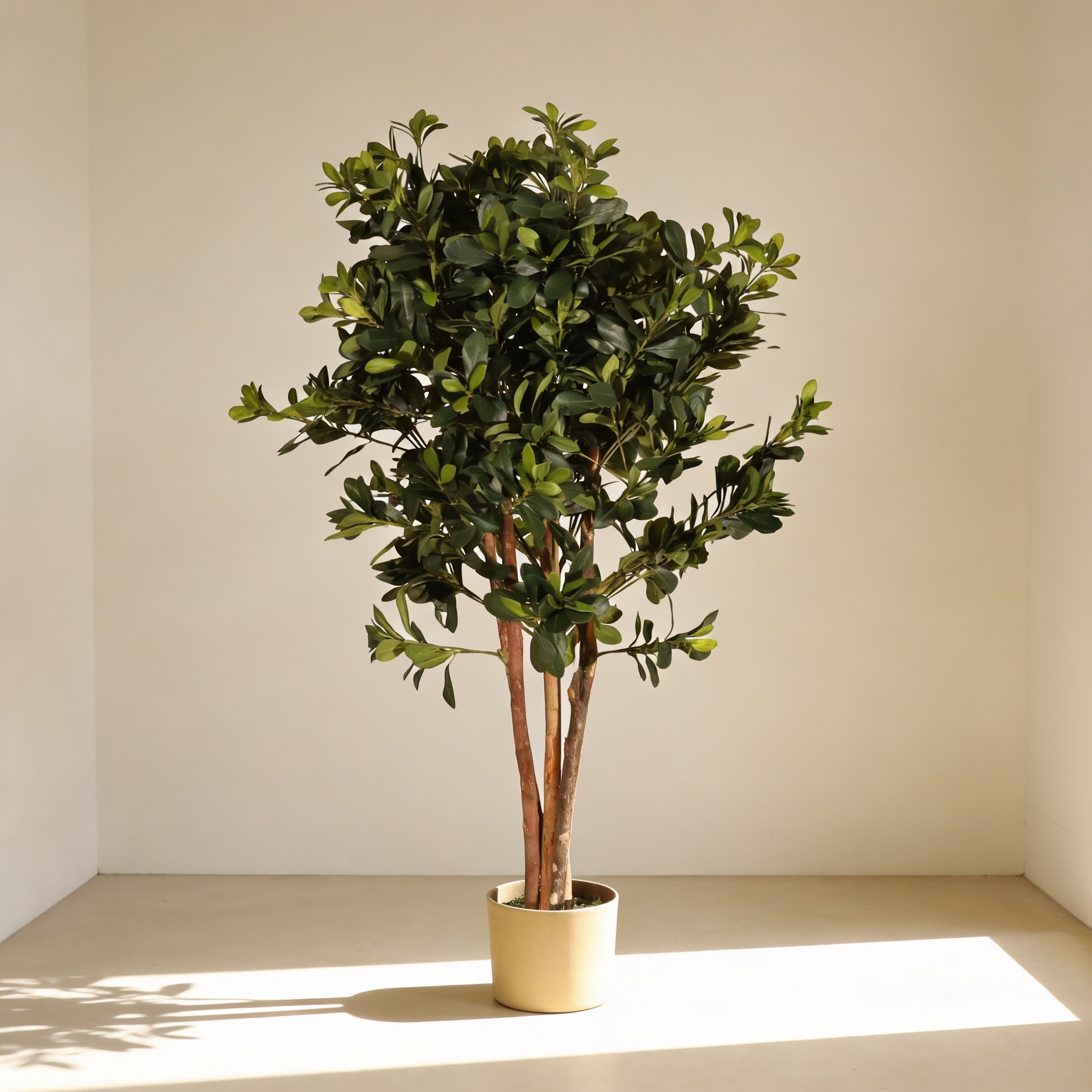Azarero 120cm