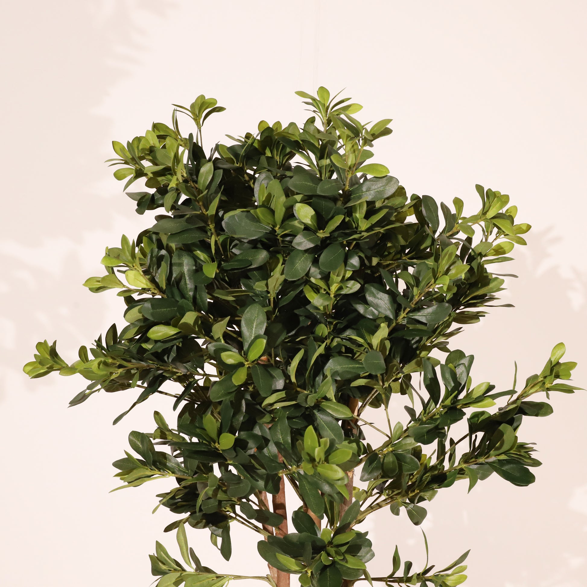 Azarero 120cm