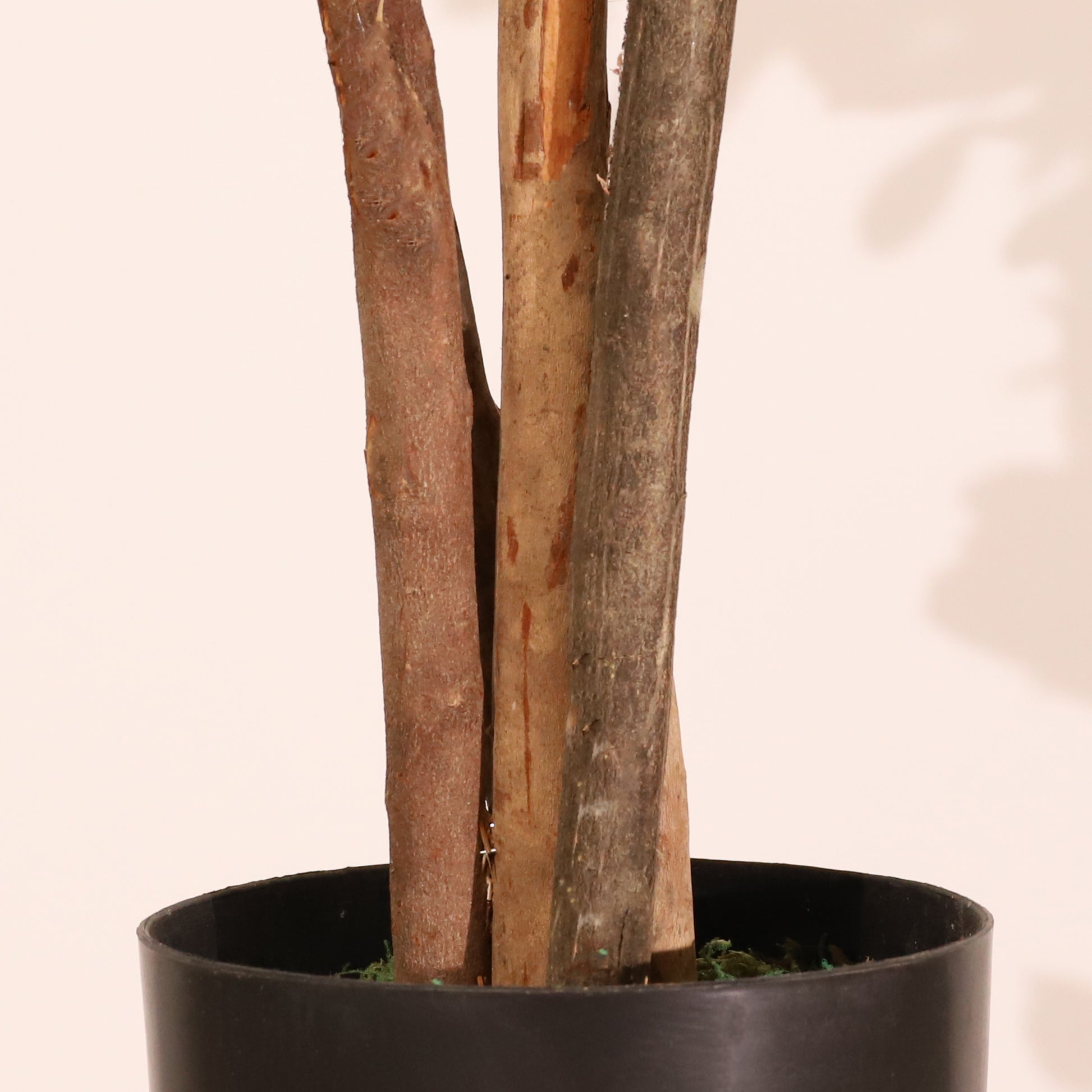 Azarero 120cm