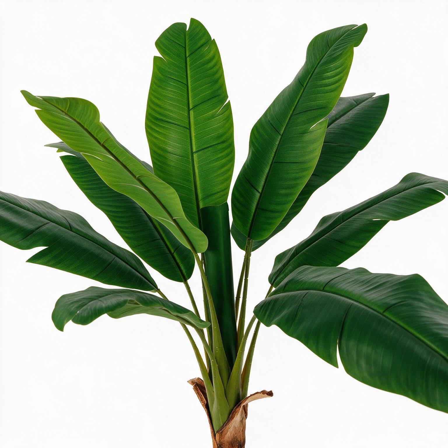 Bananera 120 cm