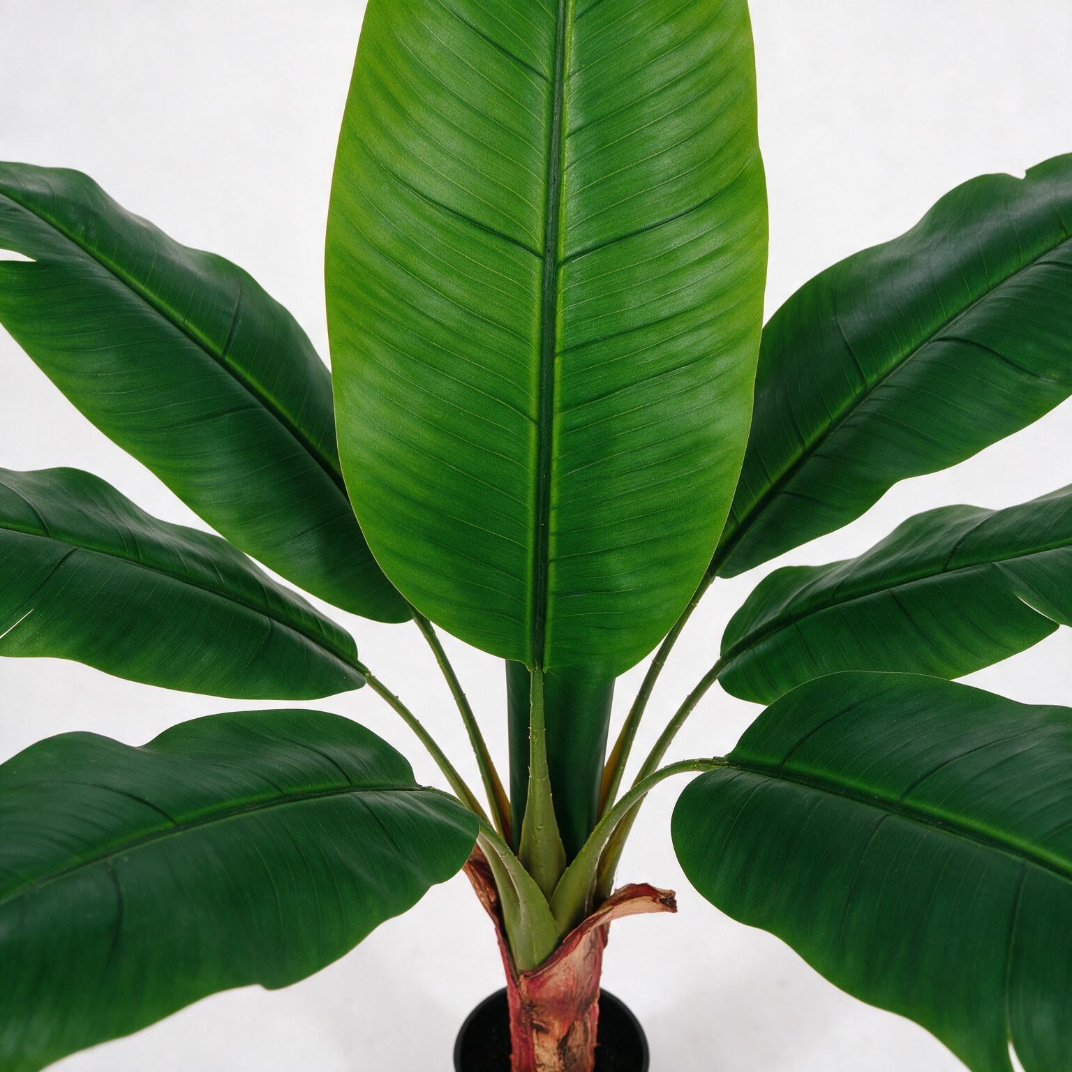 Bananera 120 cm
