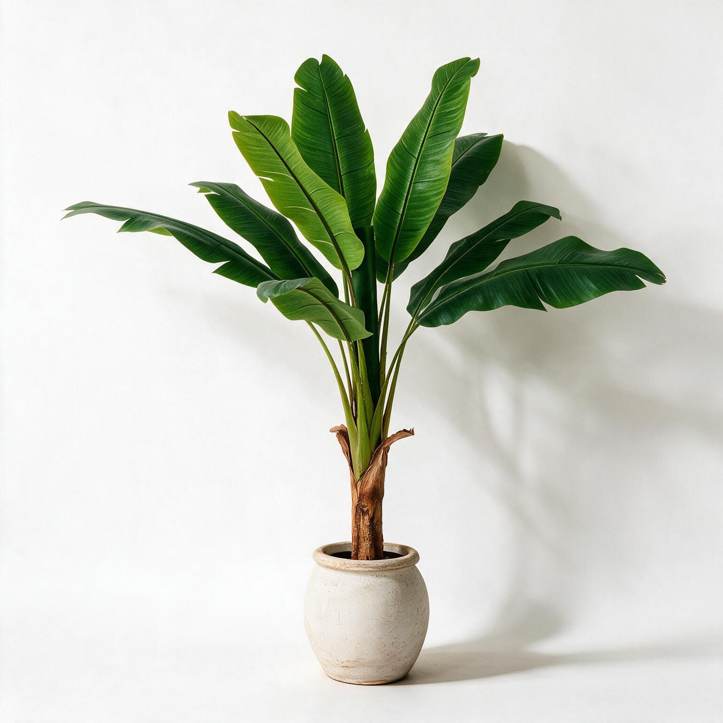 Bananera 120 cm