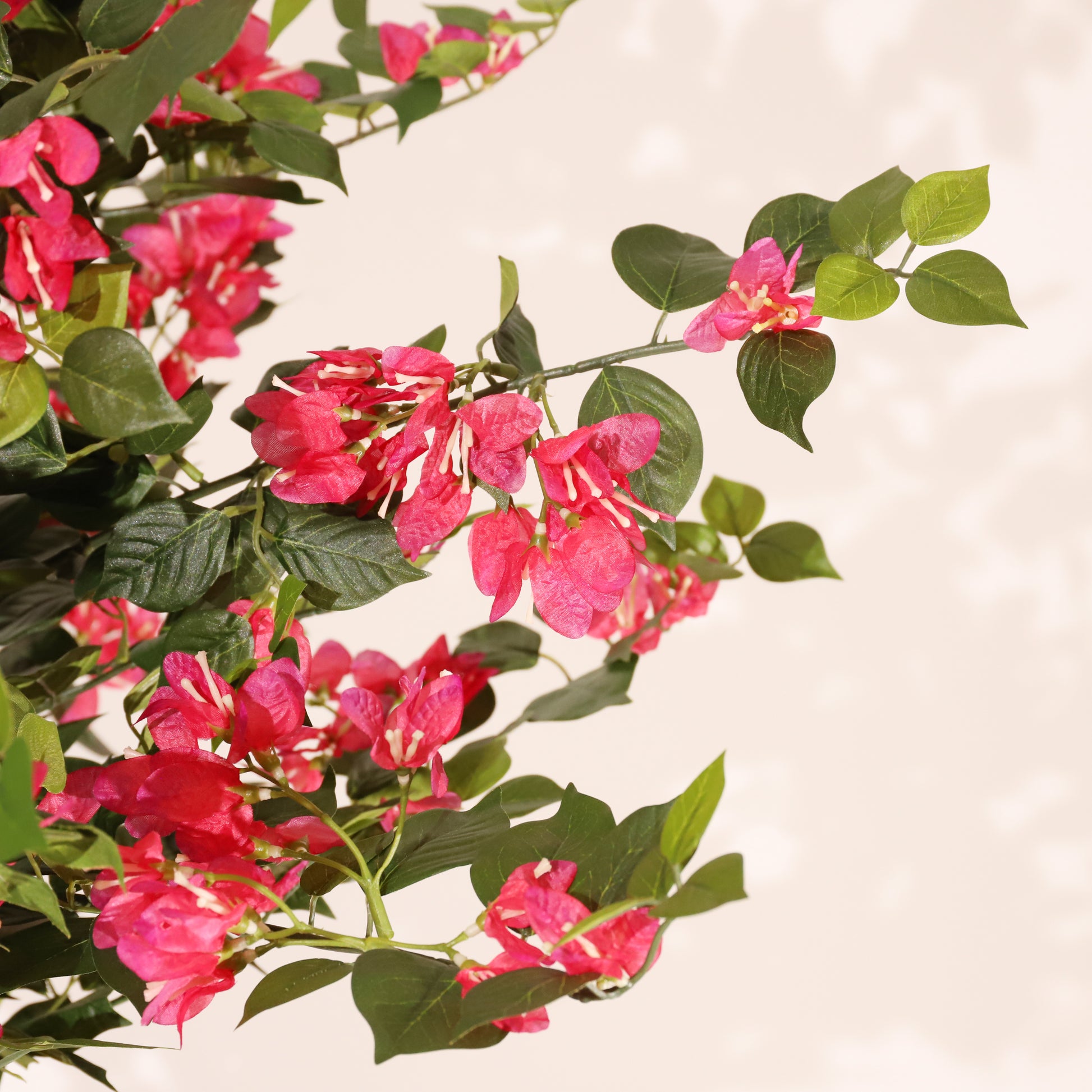 Buganvilla 120 cm