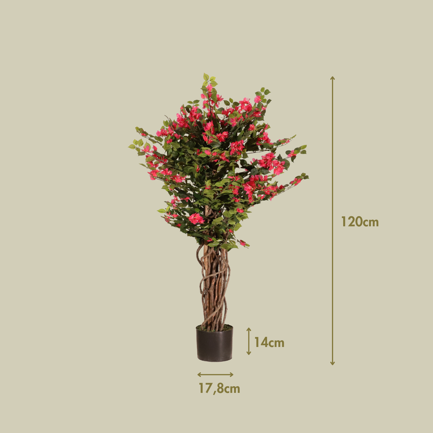 Buganvilla 120 cm