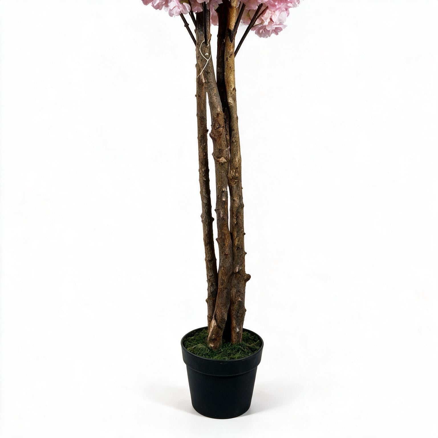 Cerezo 160 cm