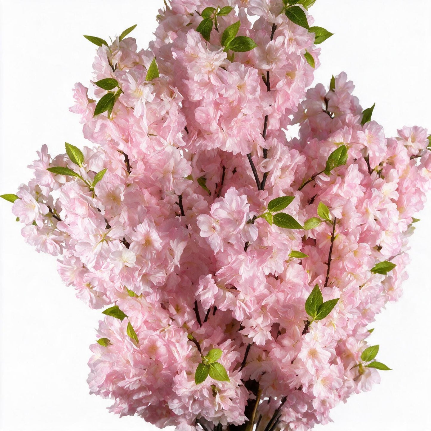 Cerezo 160 cm