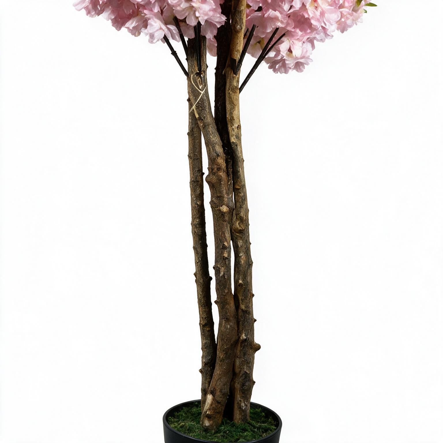 Cerezo 160 cm