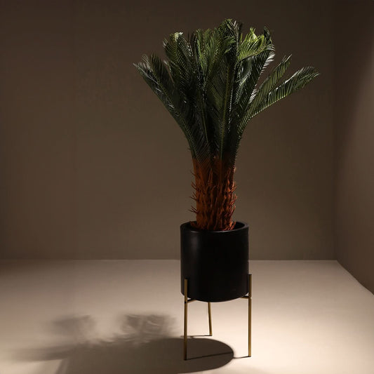 Cyca tree