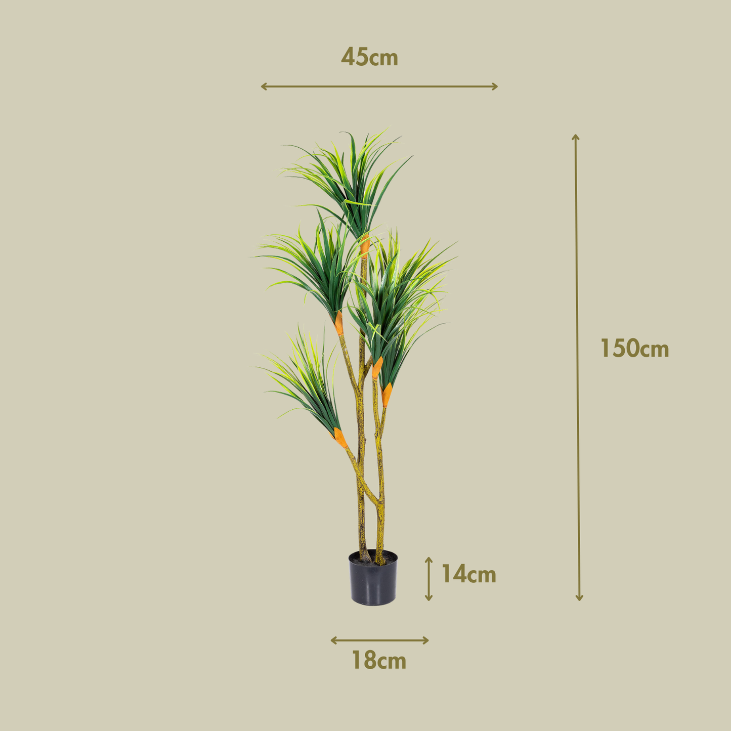 Drácena 150 cm