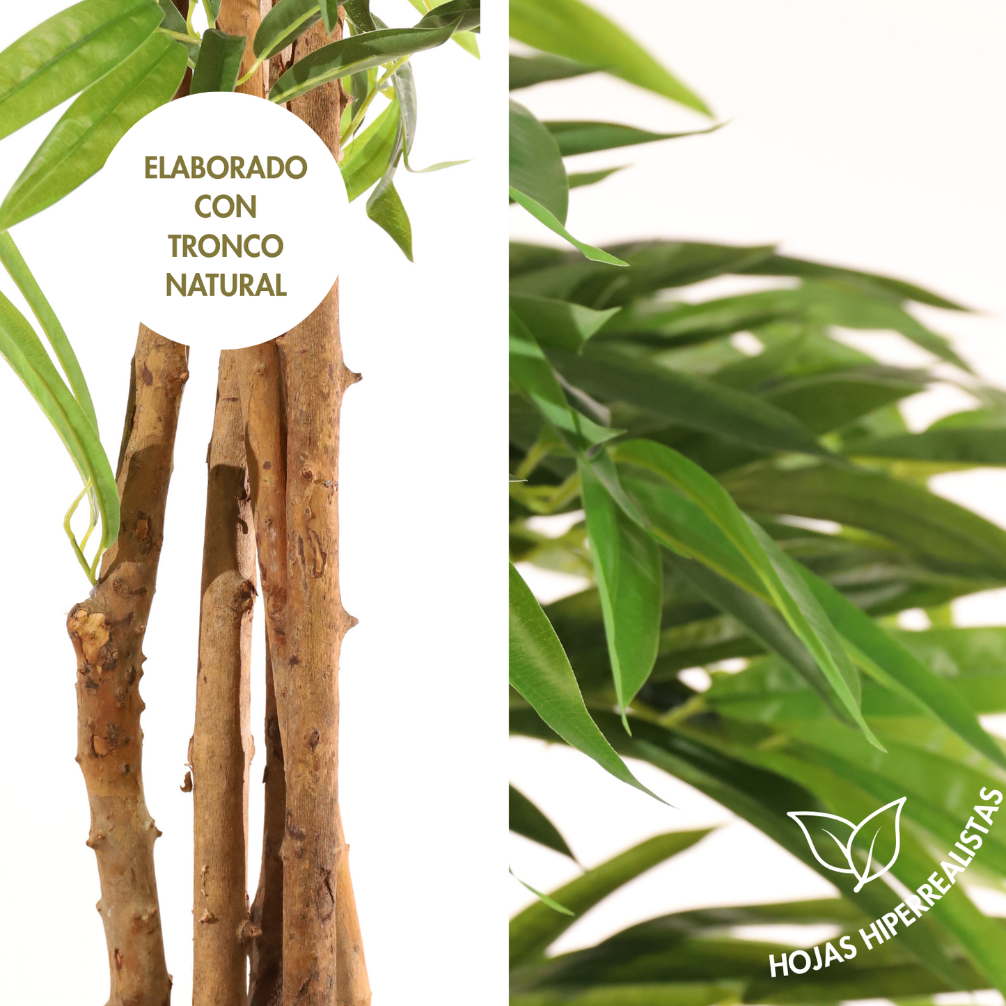 Árbol drácena 153 cm