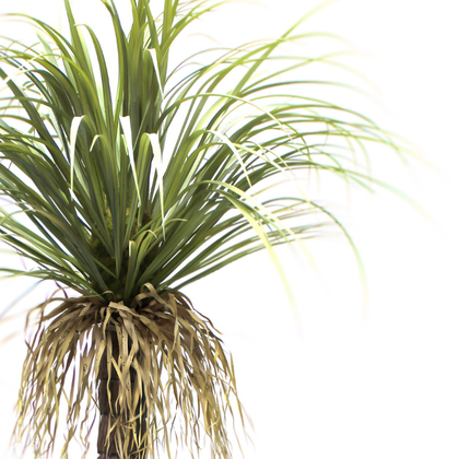 Drácena tropical 150 cm