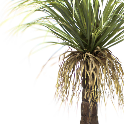 Drácena tropical 150 cm