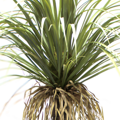 Drácena tropical 150 cm