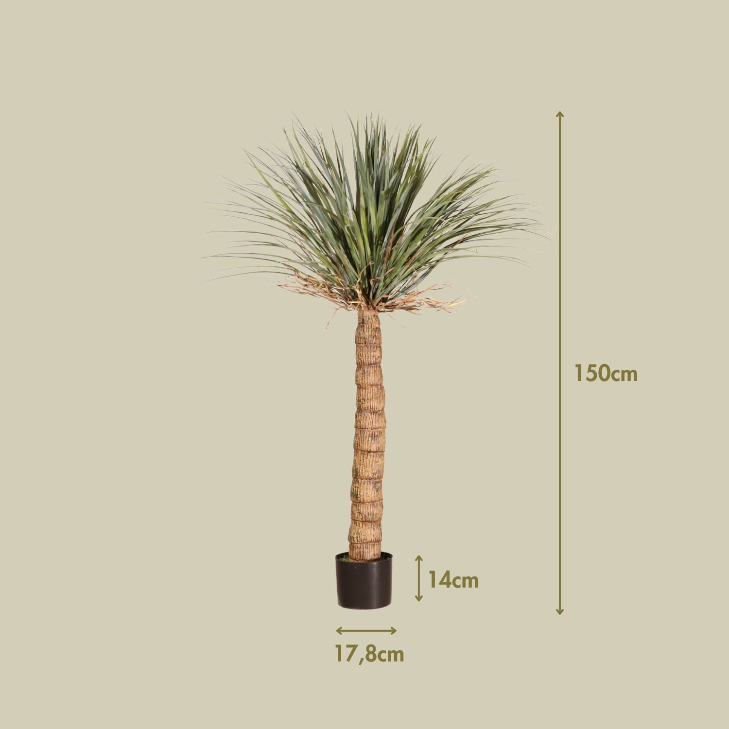 Drácena tropical 150 cm