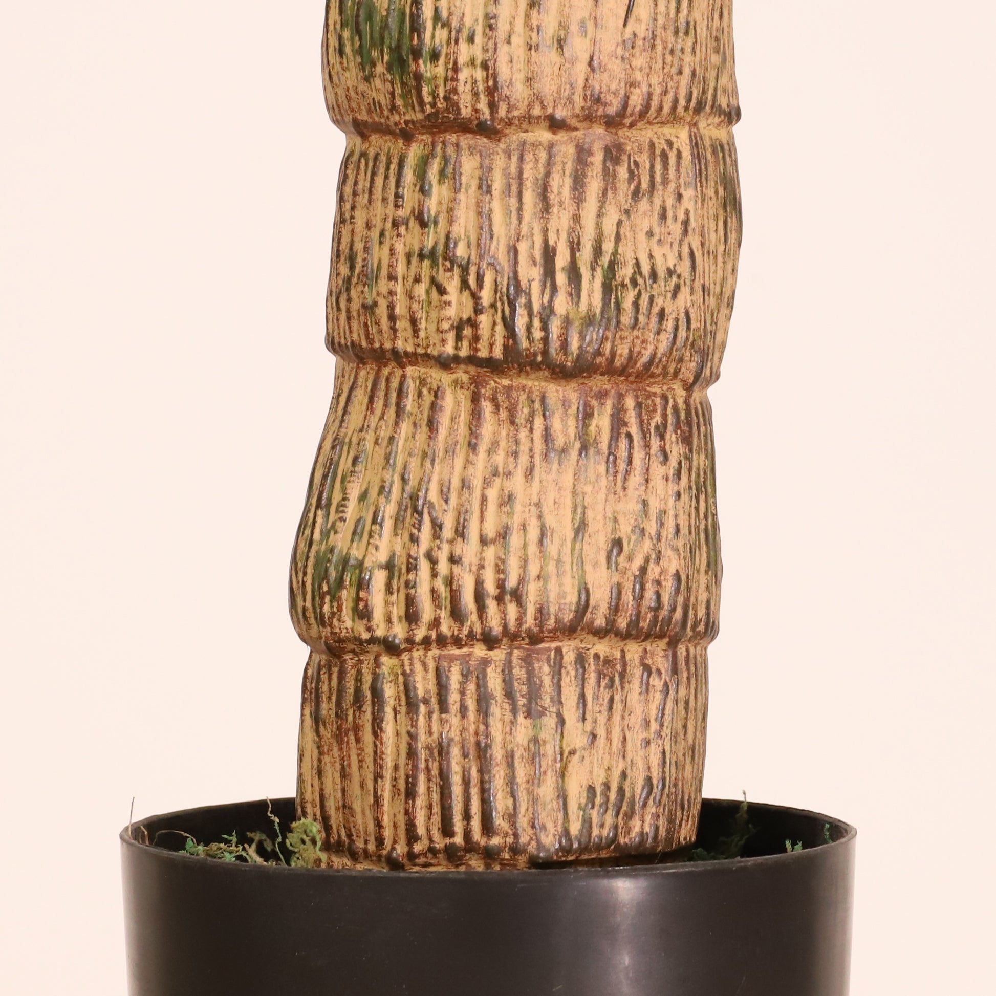 Drácena tropical 150 cm
