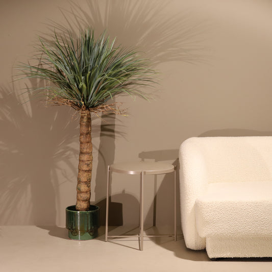 Drácena tropical 150 cm