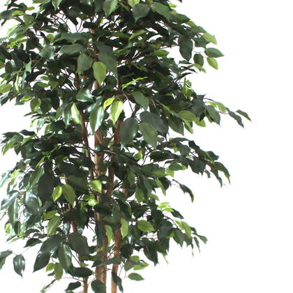 Ficus 150cm