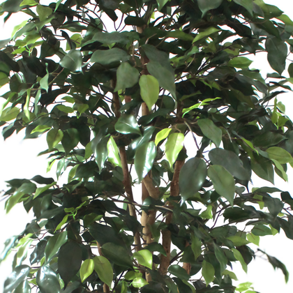 Ficus 150cm