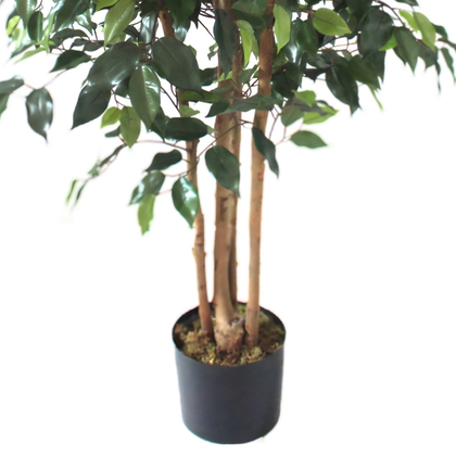 Ficus 150cm