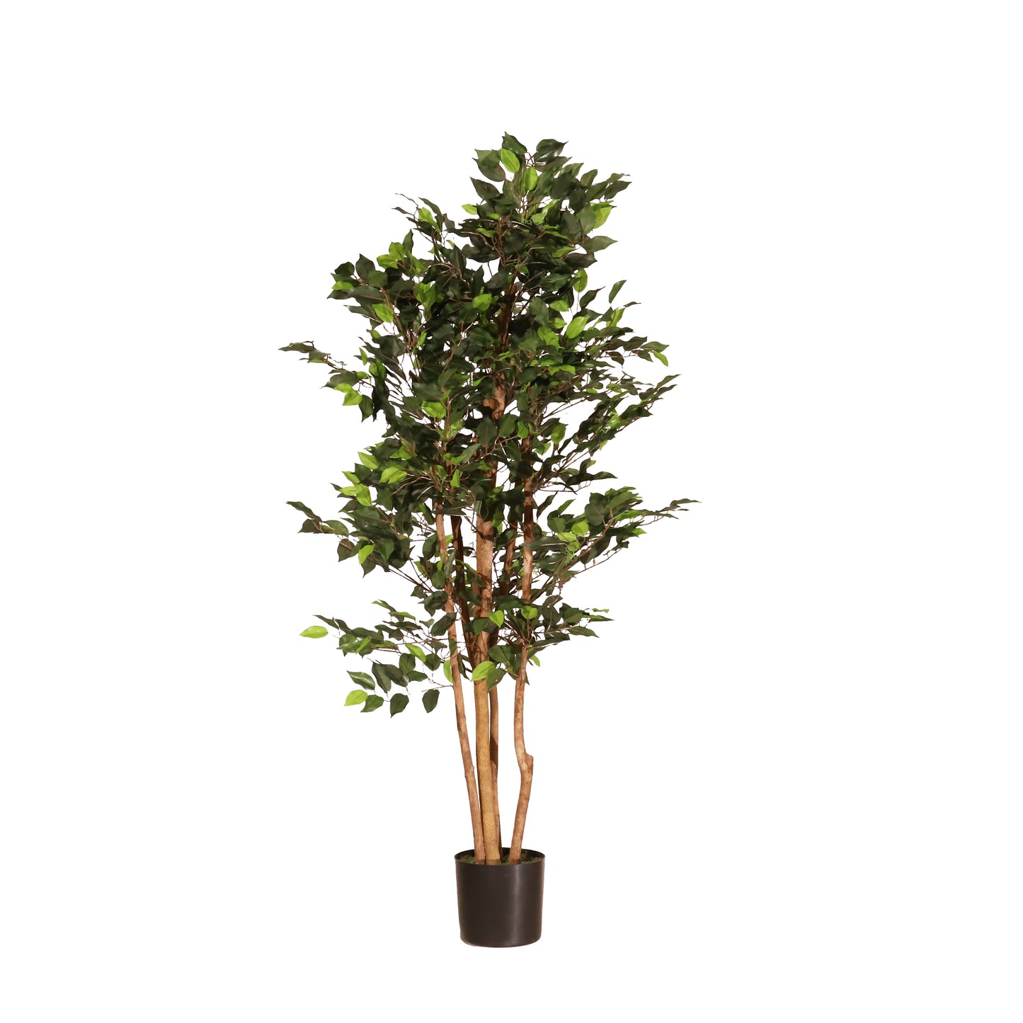 Ficus 150cm