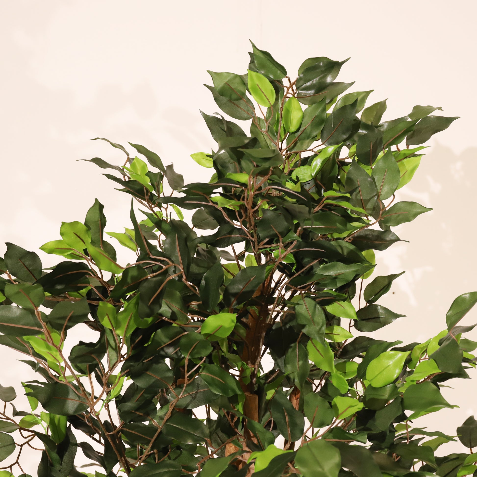 Ficus 150cm