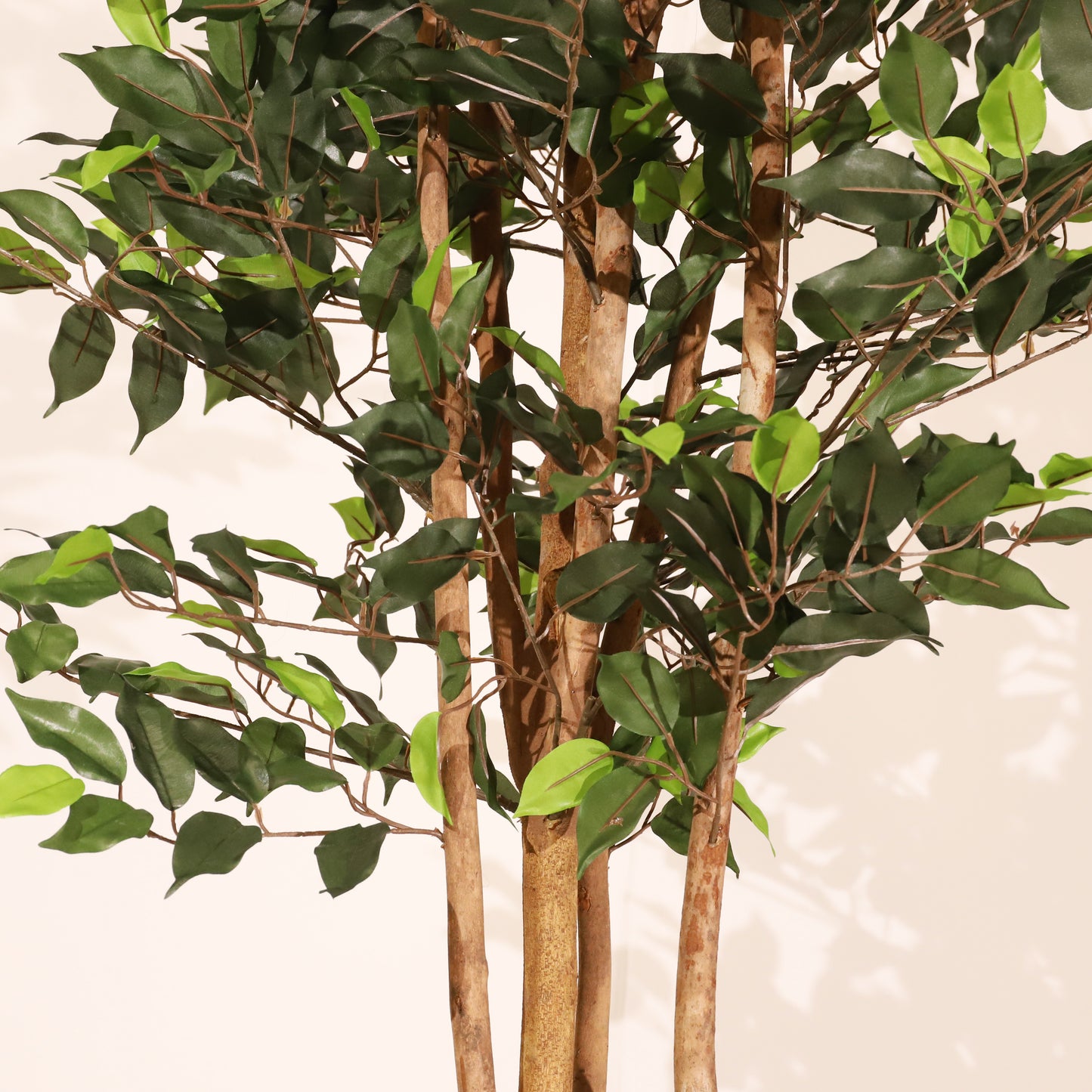 Ficus 150cm