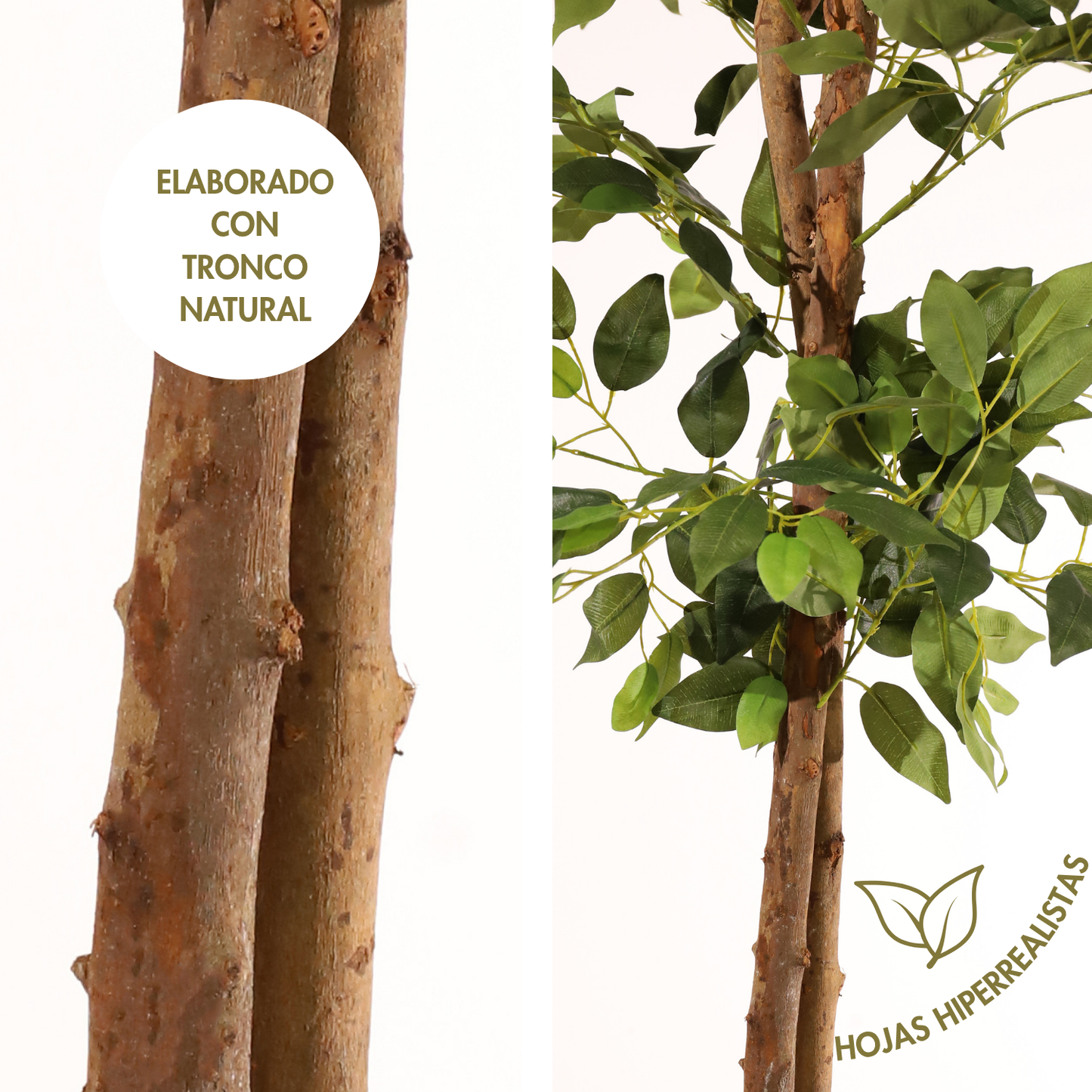 Ficus benjamina 180 cm