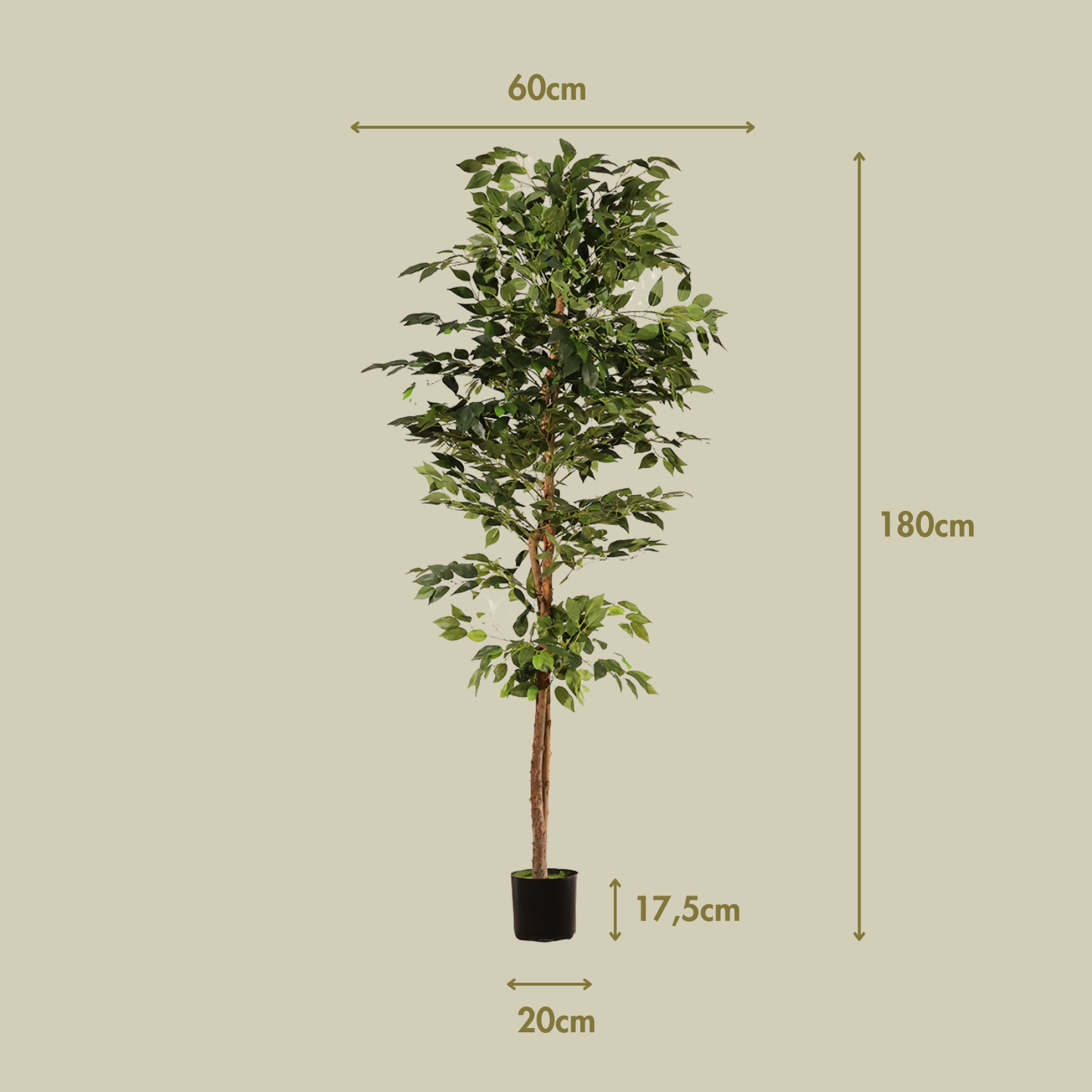 Ficus benjamina 180 cm