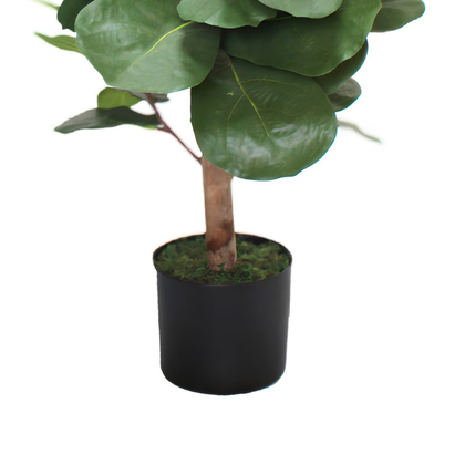 Ficus lyrata 100cm