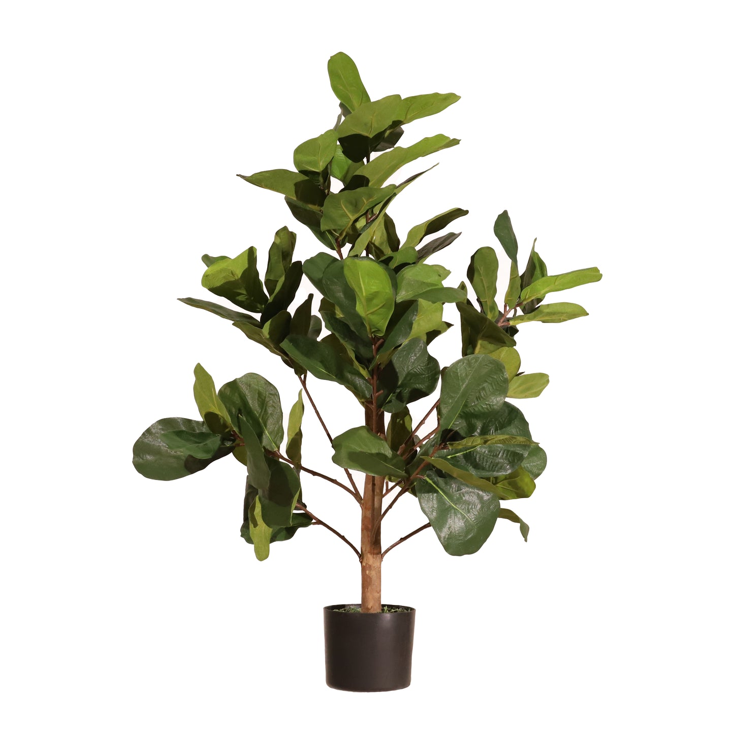 Ficus lyrata 100cm
