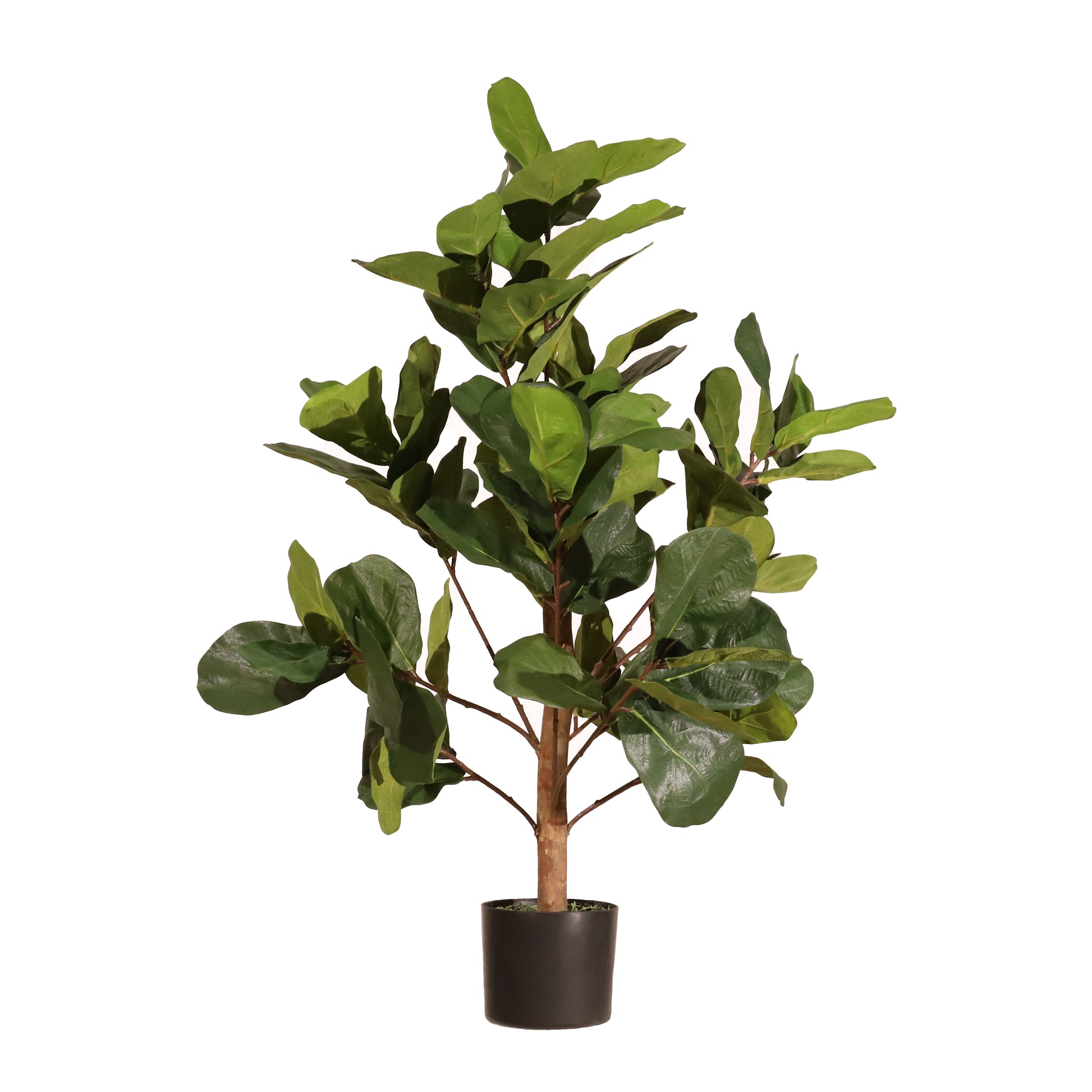 Ficus lyrata 100cm