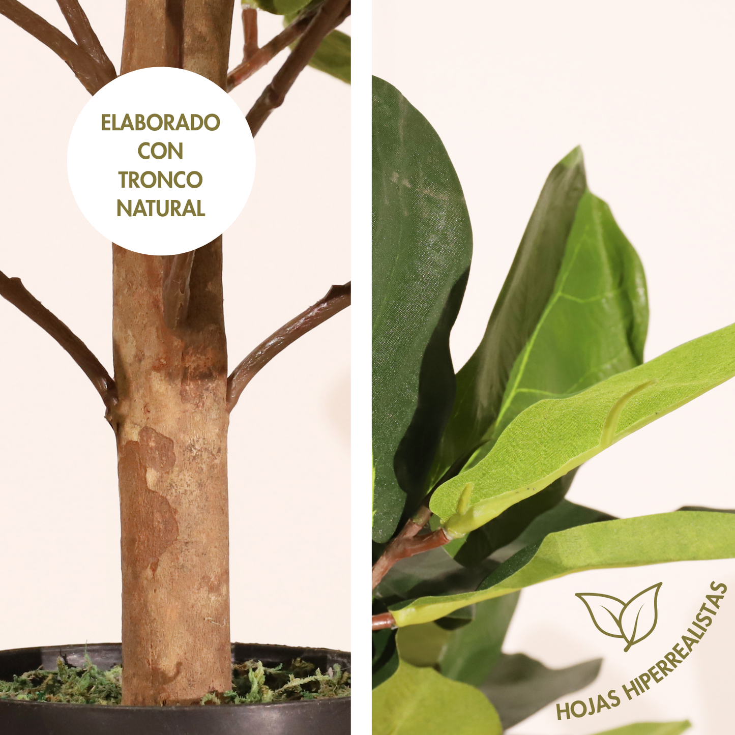 Ficus lyrata 100cm