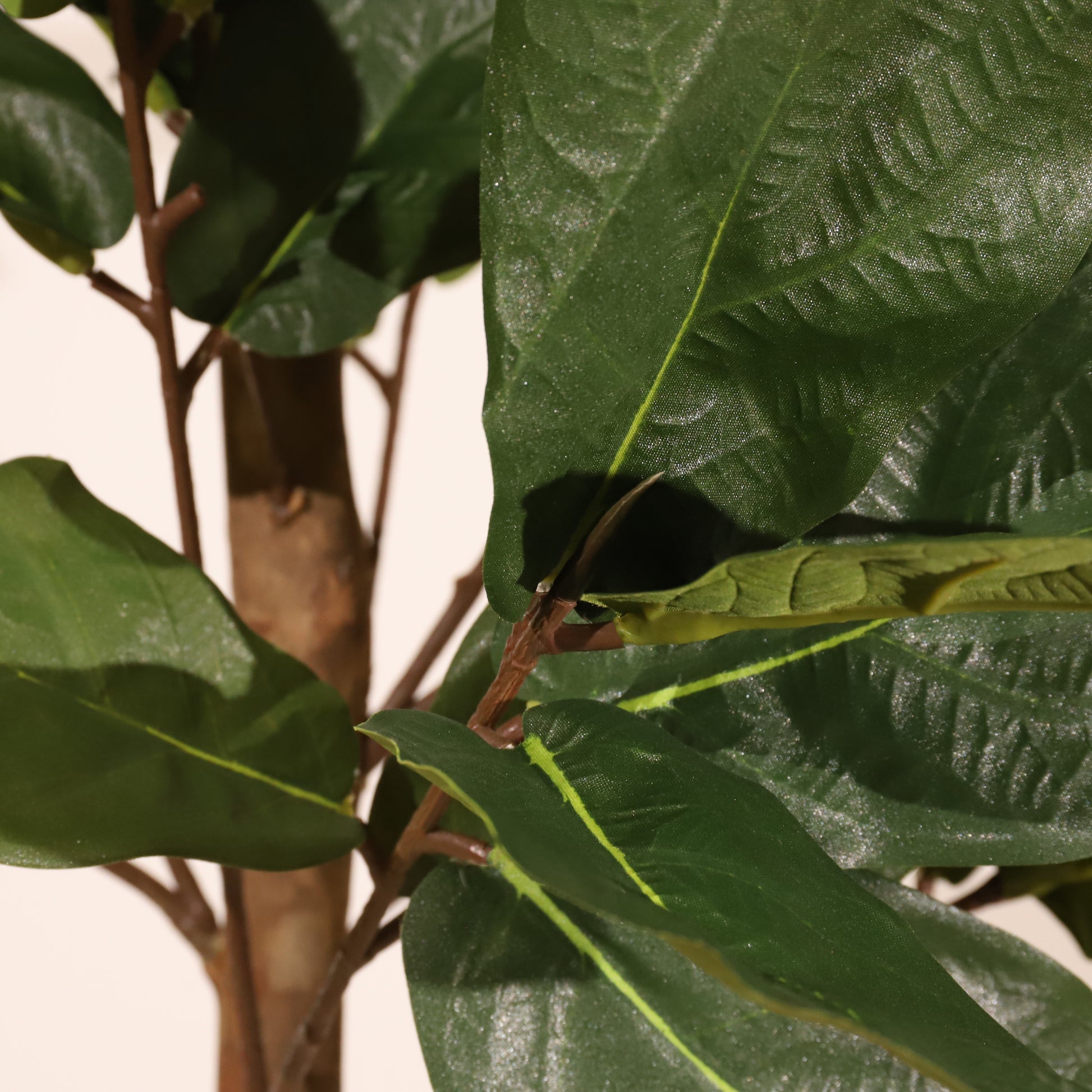 Ficus lyrata 100cm