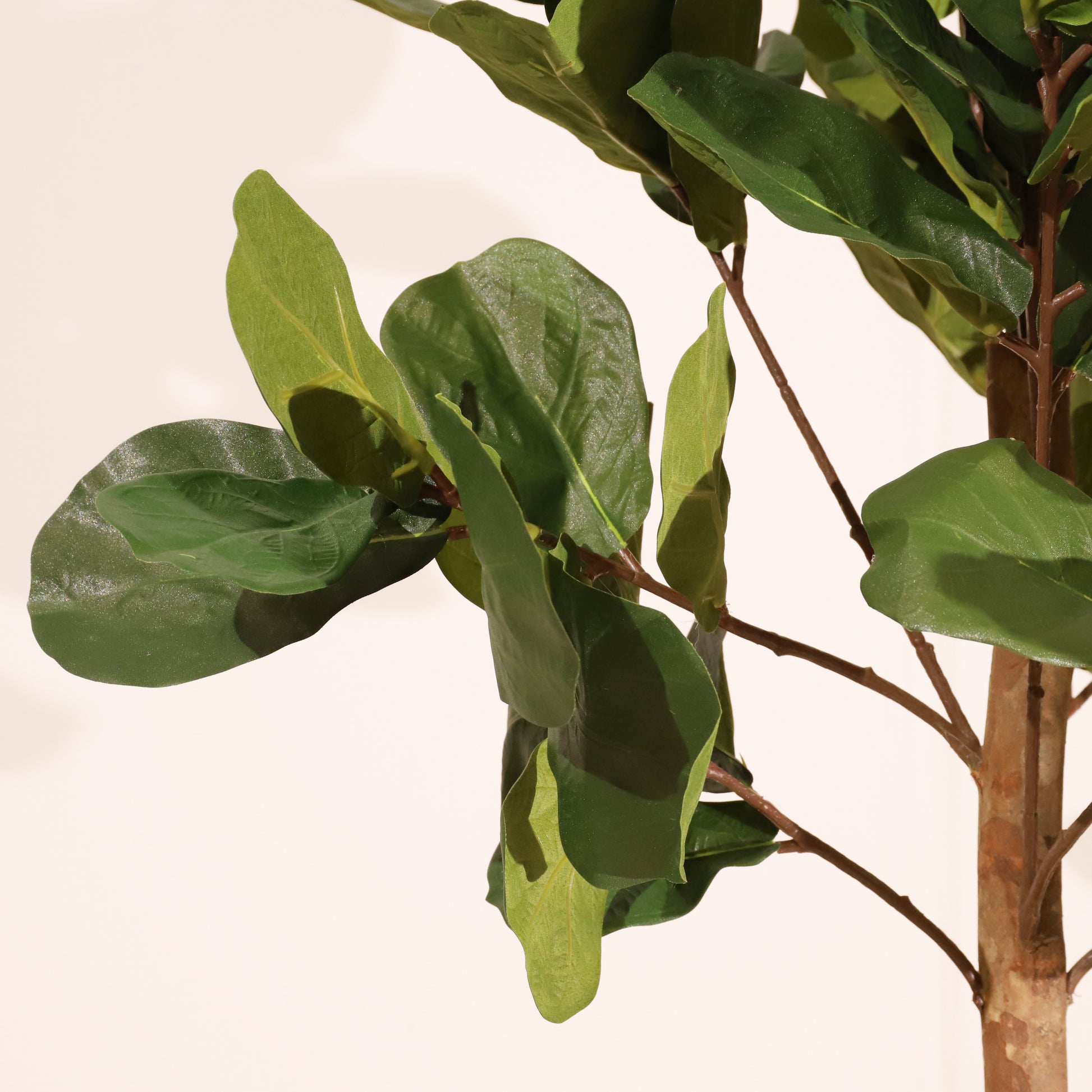 Ficus lyrata 100cm