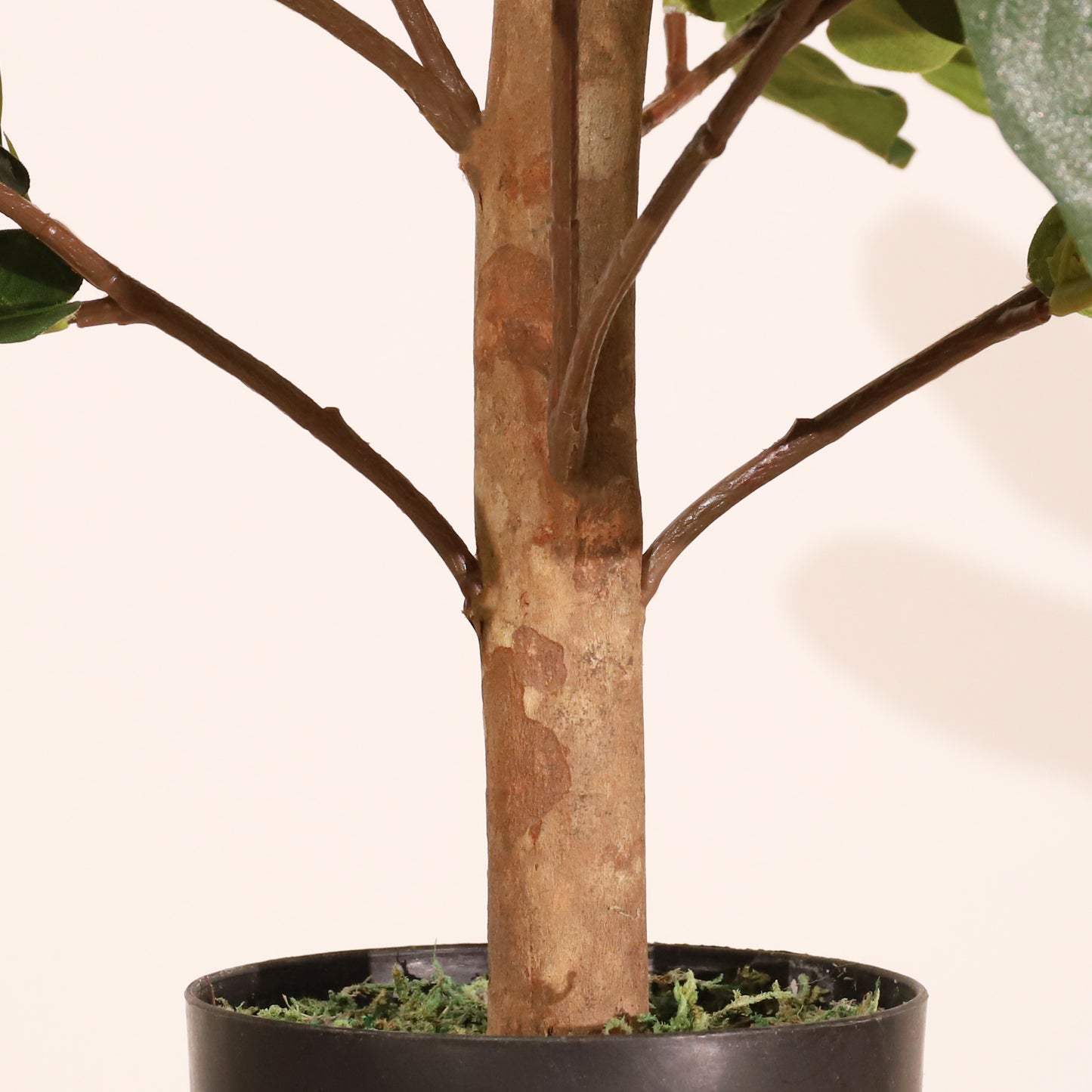 Ficus lyrata 100cm