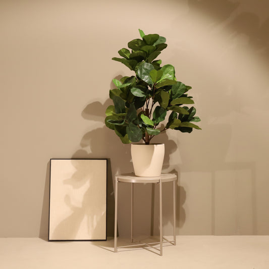 Ficus lyrata 100cm