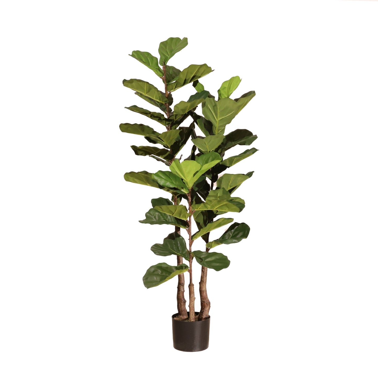 Ficus lyrata 135 cm